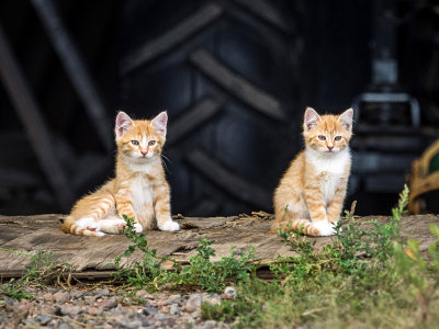 Two Orange Farm Kittens