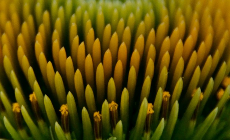 White Coneflower