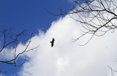 Bird on the Wing