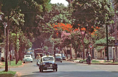 Poinciana Tree in Saigon