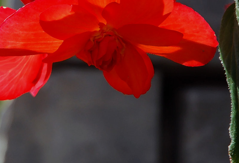Rouge flamboyant