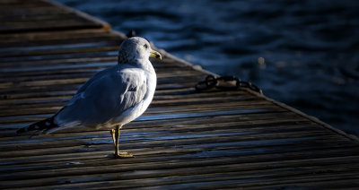 The quiet seagull