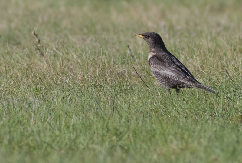 Ring Ouzel - Turdus torquatus
