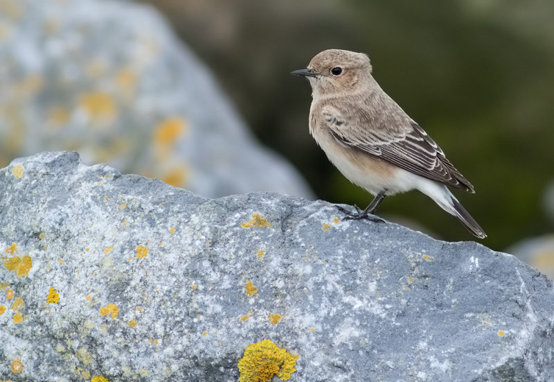 Pied Wheatear - Oenanthe pleschanka