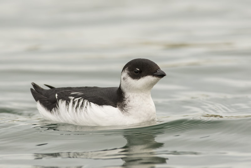 Little Auk - Alle alle