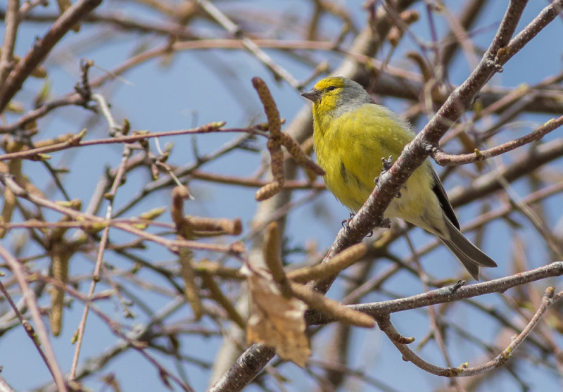 Corsican Finch - Carduelis corsicana