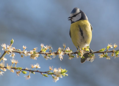 Blue Tit - Cyanistes caeruleus