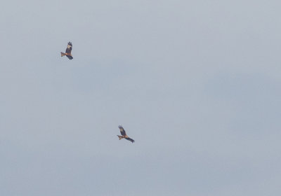 Red Kite - Milvus milvus