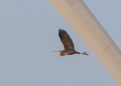 Purple Heron - Ardea purpurea