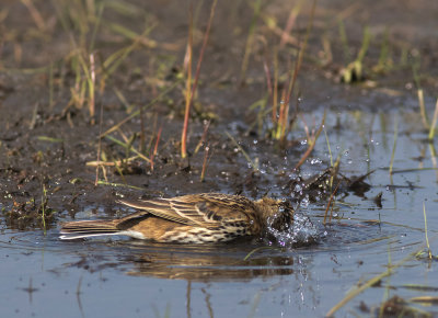 Meadow Pipit - Anthus pratensis