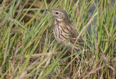Meadow Pipit - Anthus pratensis