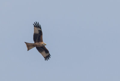 Red Kite - Milvus milvus