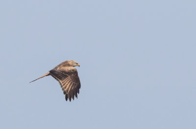 Red Kite - Milvus milvus