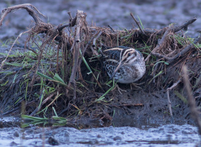 Jack Snipe - Limnocryptes minutus