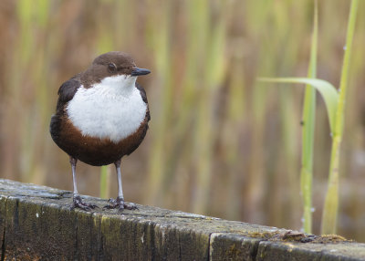 White-throated Dipper - Cinclus cinclus (gularis?)