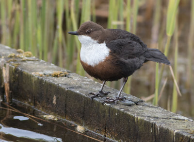 White-throated Dipper - Cinclus cinclus (gularis?)
