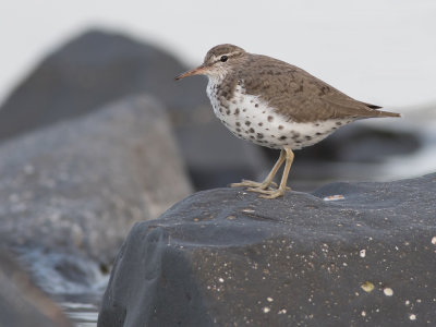 Spotted Sandpiper - Actitis macularius