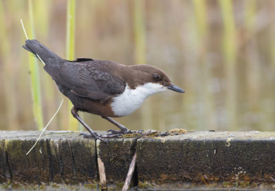 White-throated Dipper - Cinclus cinclus (gularis?)