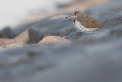 Spotted Sandpiper - Actitis macularius