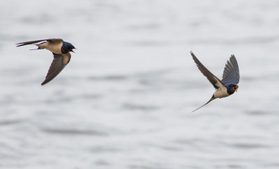 Barn Swallow - Hirundo rustica