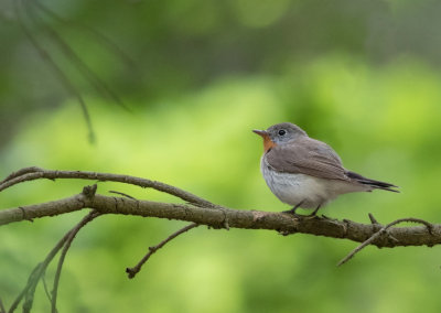 Red-breasted Flycatcher - Ficedula parva