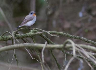 Red-breasted Flycatcher - Ficedula parva