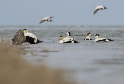 Eider - Somateria mollissima