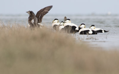 Eider - Somateria mollissima