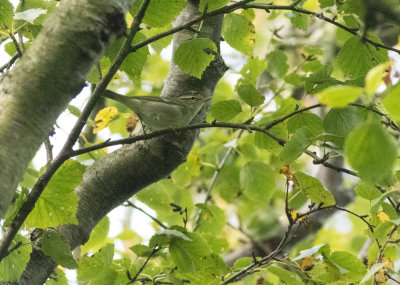 Arctic Warbler - Phylloscopus borealis