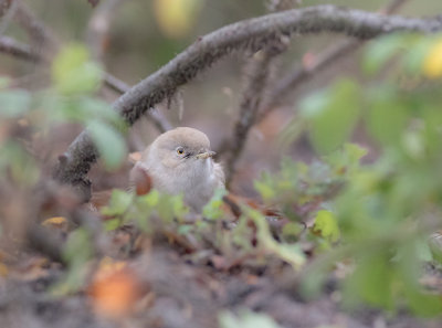 Asian desert warbler - Sylvia nana