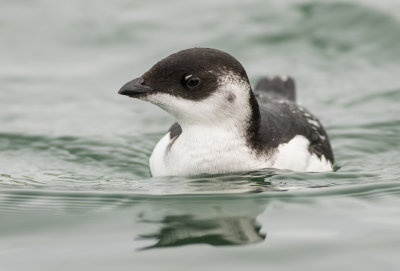 Little Auk - Alle alle