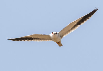 Black-winged Kite / Elanus caeruleus vociferus