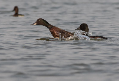 Baer's Pochard / Aythya baeri