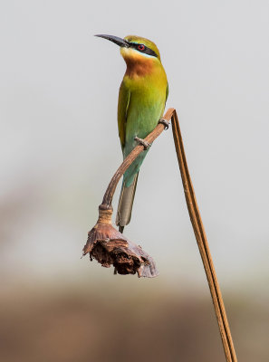 Blue-tailed Bee-eater / Merops philippinus