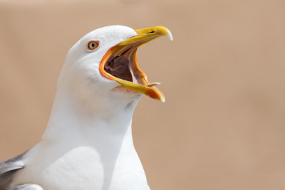 Yellow-legged Gull - Larus michahellis