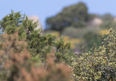 Moltonis Warbler - Sylvia subalpina