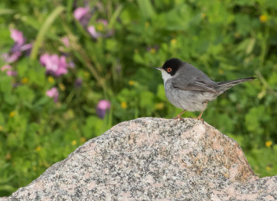 Sardinian Warbler - Sylvia melanocephalus