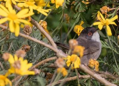 Sardinian Warbler - Sylvia melanocephalus