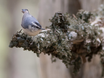 Corsican Nuthatch - Sitta whiteheadi