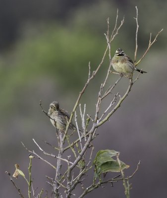 Cirl Bunting - Emberiza cirlus