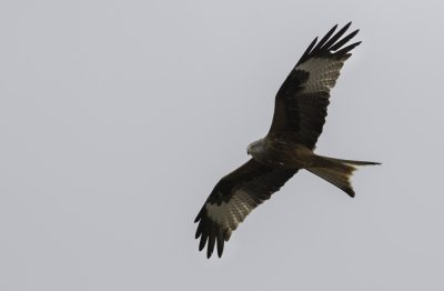 Red Kite - Milvus milvus