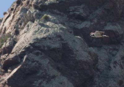 Western Osprey - Pandion haliaetus