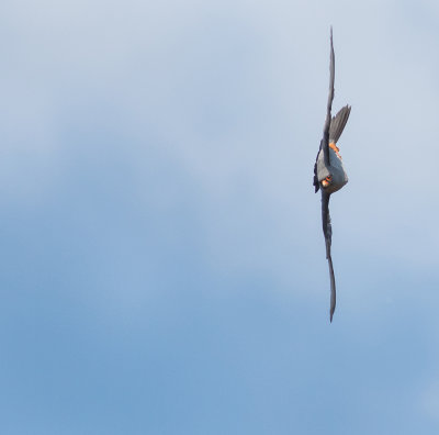 Red-footed Falcon - Falco vespertinus