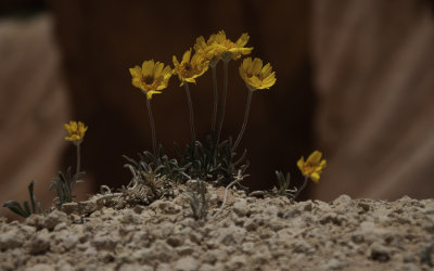 Desert flowers