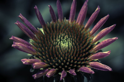 Pink Echinacea
