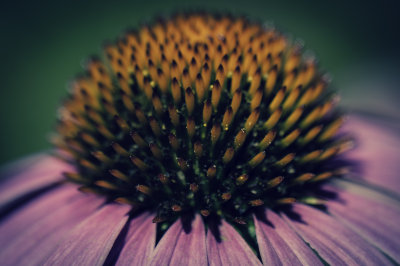 Flowers, Plants and Weeds