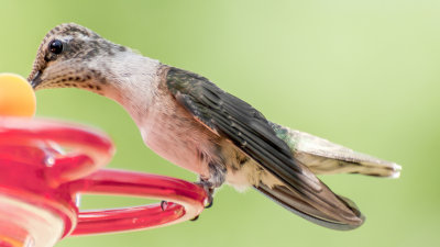 Female Hummer