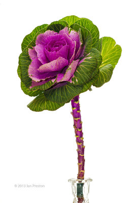20131020-Kale_MG_8356.jpg