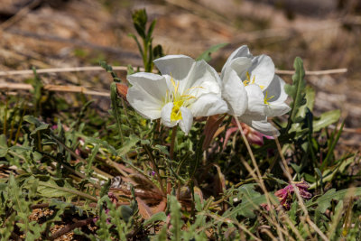 _MG_0315.jpg