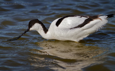 Avocetta in pesca_MG_1928.jpg